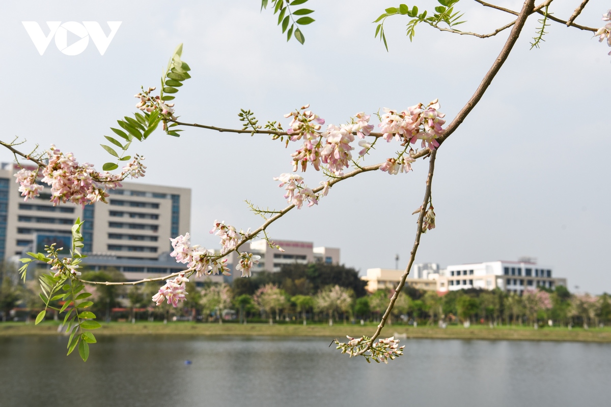 chiem nguong hoa do mai diu dang, lan dau khoe sac tai bac ninh hinh anh 4