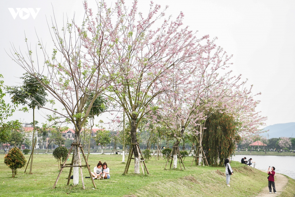 chiem nguong hoa do mai diu dang, lan dau khoe sac tai bac ninh hinh anh 11