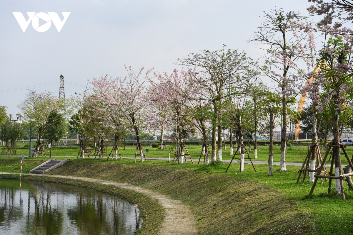 chiem nguong hoa do mai diu dang, lan dau khoe sac tai bac ninh hinh anh 5