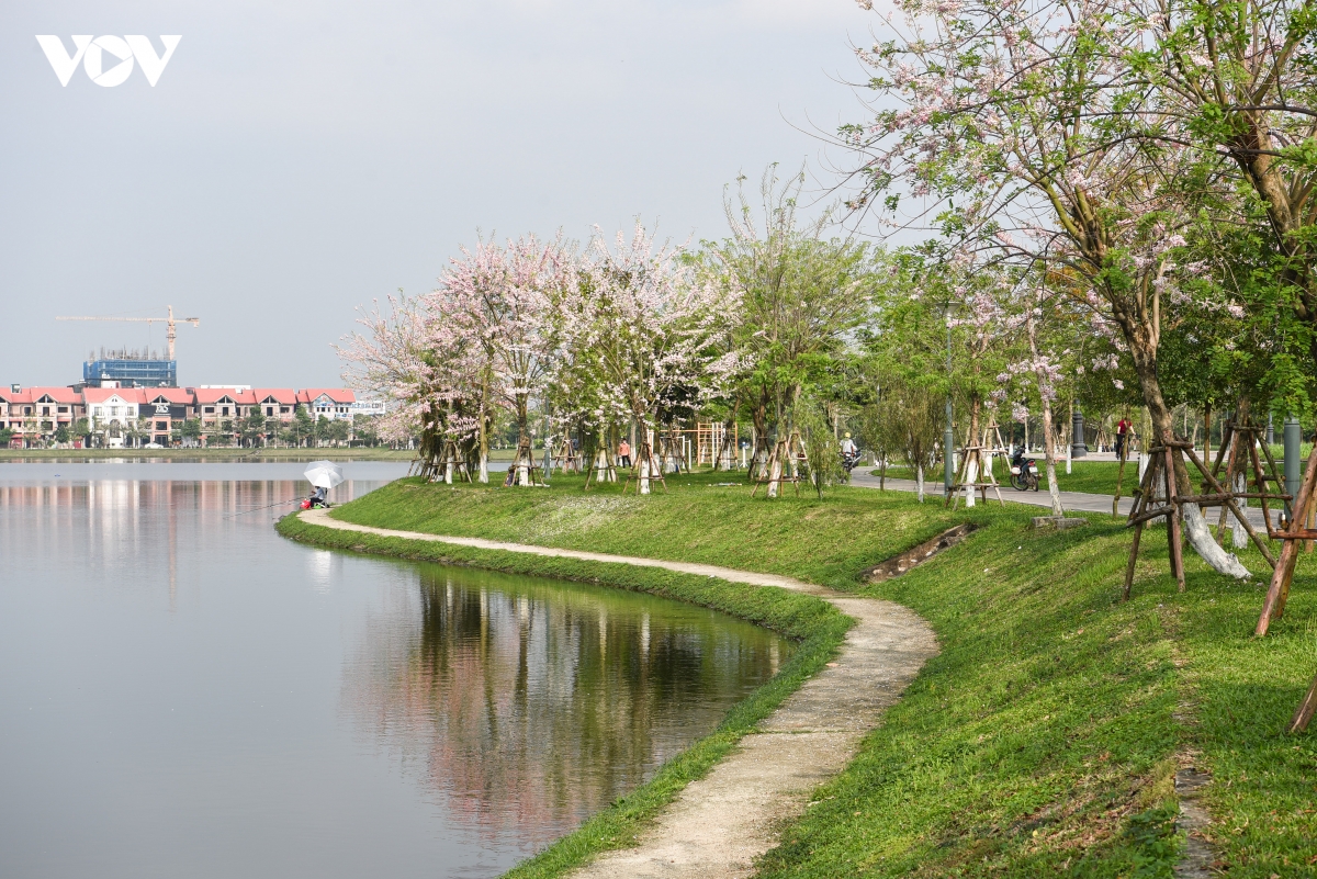 chiem nguong hoa do mai diu dang, lan dau khoe sac tai bac ninh hinh anh 3