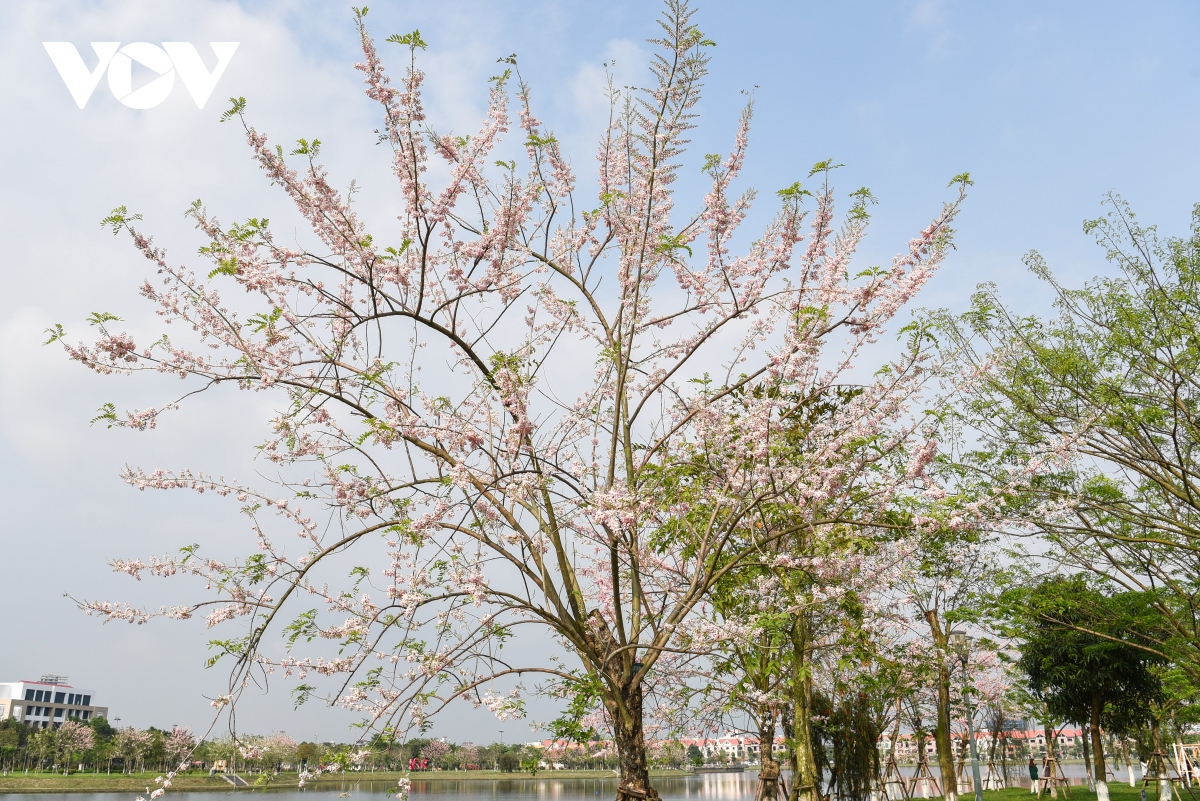 chiem nguong hoa do mai diu dang, lan dau khoe sac tai bac ninh hinh anh 2