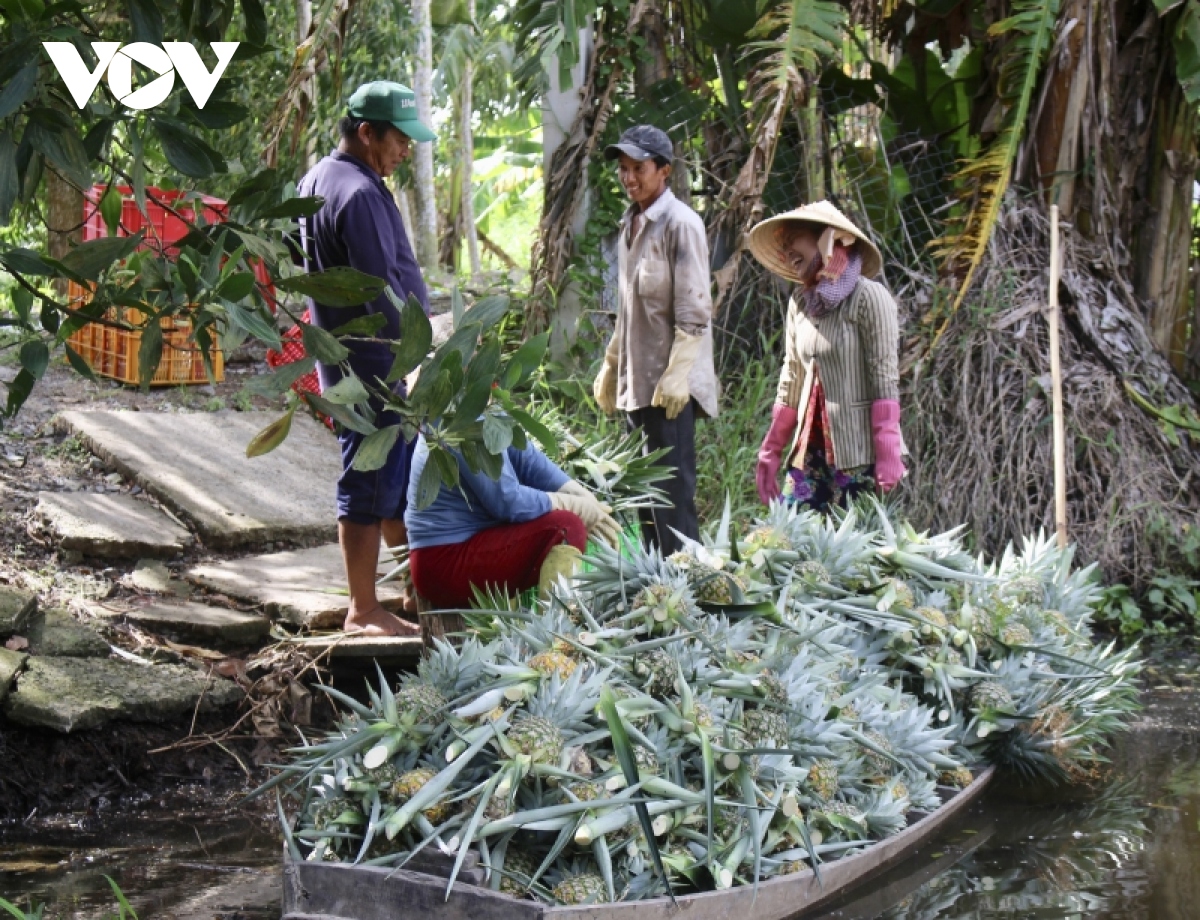 nong dan vung dat trung vuon len kha giau nho chuyen doi cay trong hinh anh 1