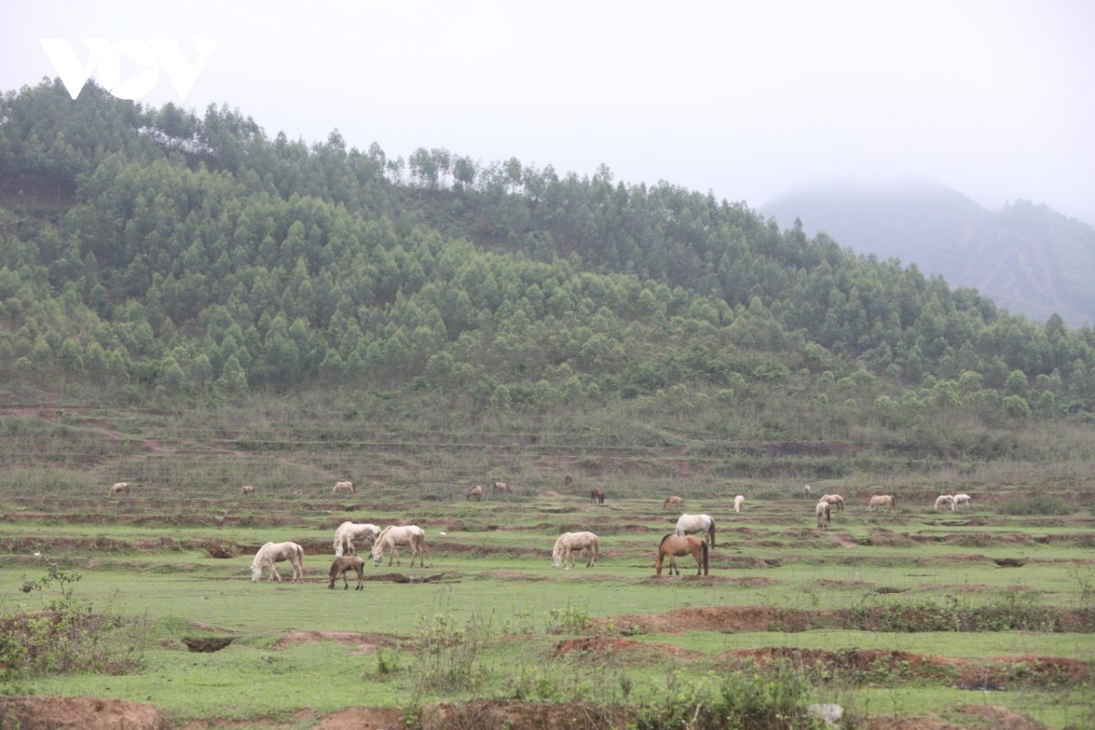 Hội nông dân xã Tà Chải ra mắt mô hình tổ liên kết và chăn nuôi ngựa bạch  và chế biến cao xã Tà Chải