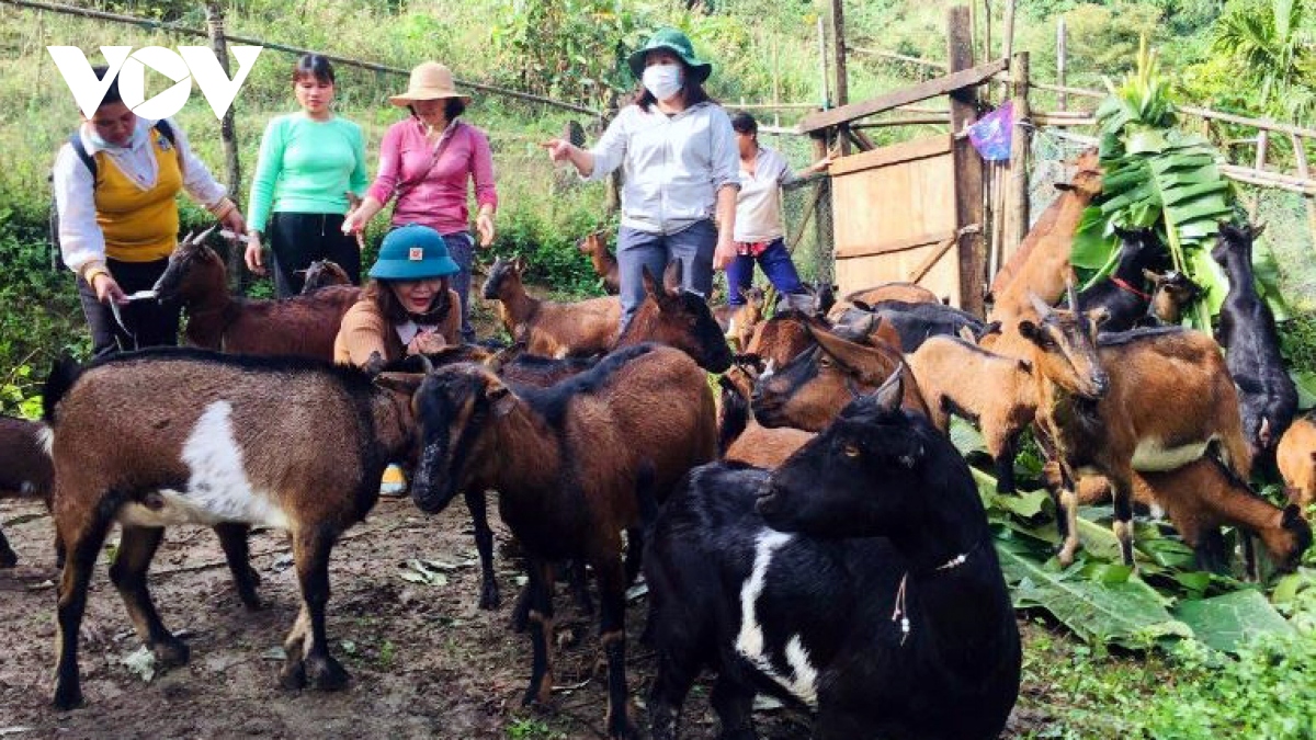 phu nu vung cao quang nam lam giau tren vung dat kho hinh anh 1