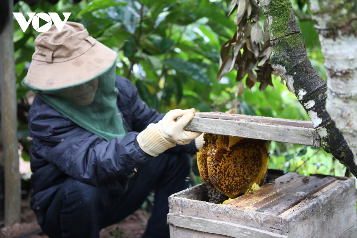 can canh nghe nuoi ong rung hut mat hoa vai thieu o bac giang hinh anh 7