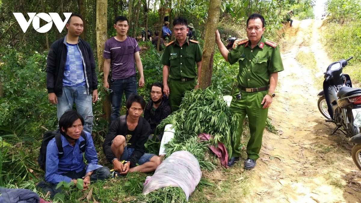 phu yen tam giu 3 nguo i tro ng hon 1.800 cay can sa tra i phe p hinh anh 2