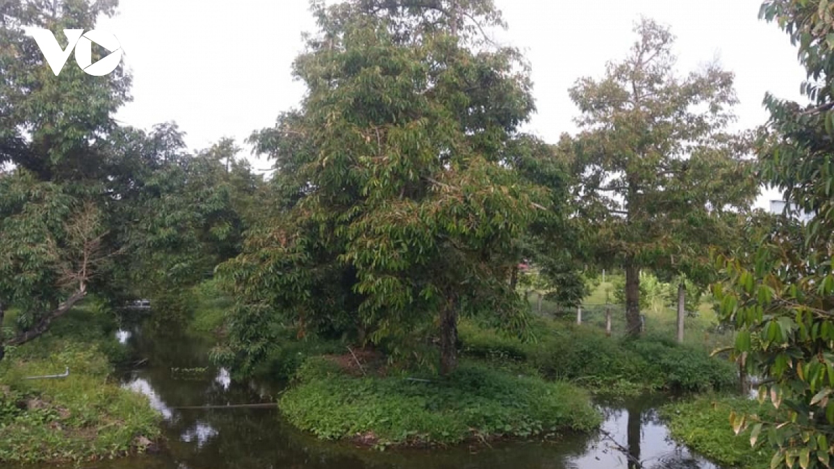 Vườn cây sầu riêng ở tỉnh Tiền Giang tốt tươi trong mùa khô hạn
