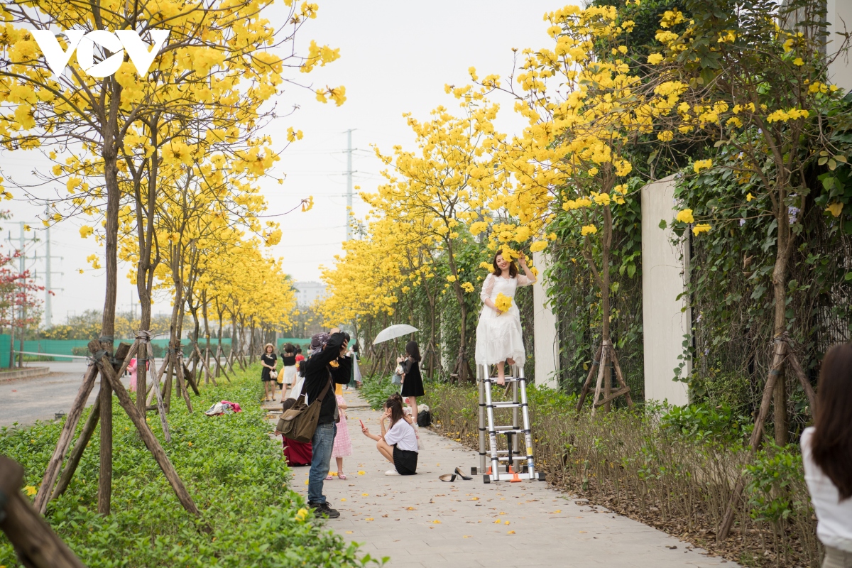 nguoi ha noi no nuc chup anh tren duong hoa phong linh vang ruc hinh anh 13