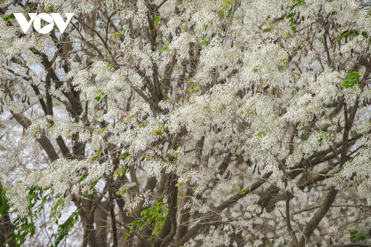 Tháng 3, Hà Nội đẹp ngỡ ngàng mùa hoa sưa nở trắng muốt