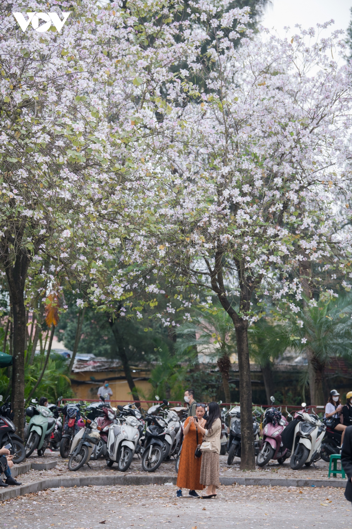 nguoi dan thu do thich thu di chup hoa ban tren duong bac son hinh anh 4