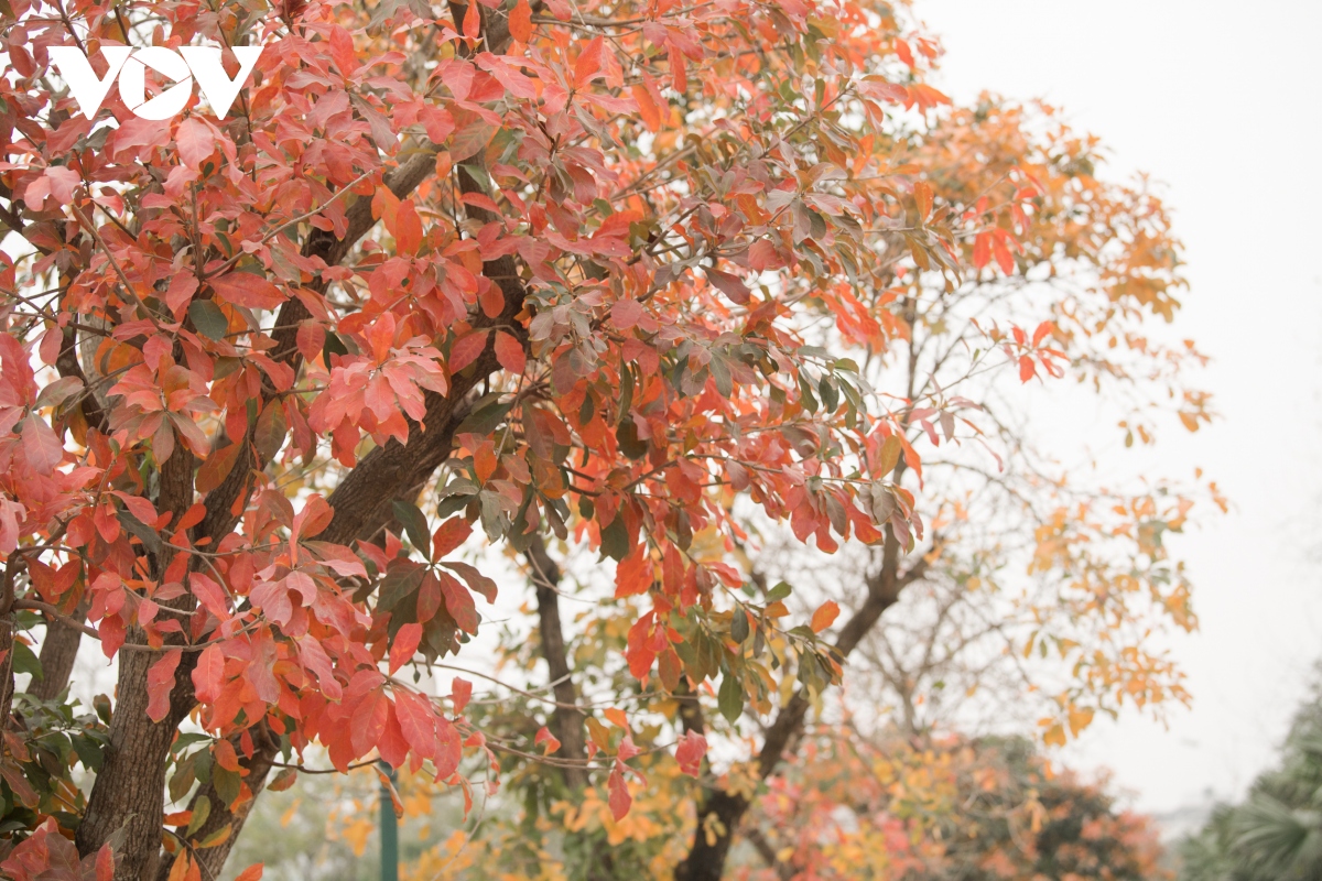 ha noi dep xao xuyen mua cay thay la hinh anh 9