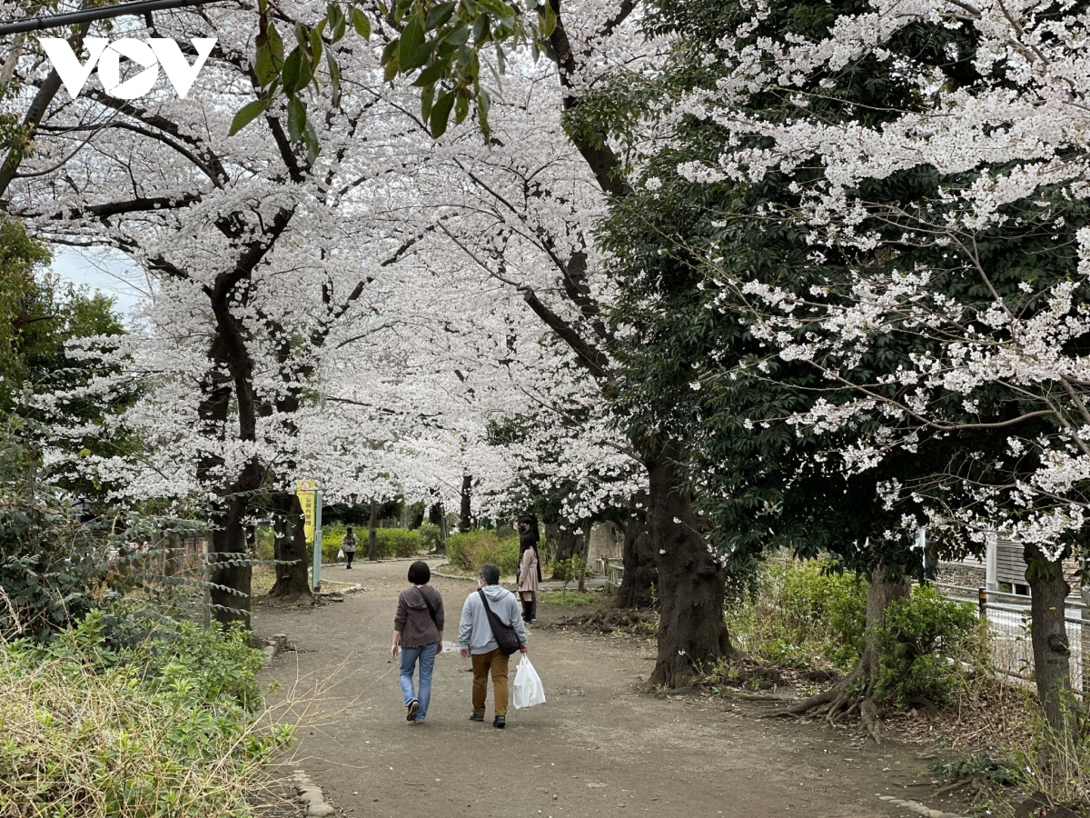 Ngắm hoa anh đào khoe sắc rực rỡ tại Nhật Bản | VOV.VN