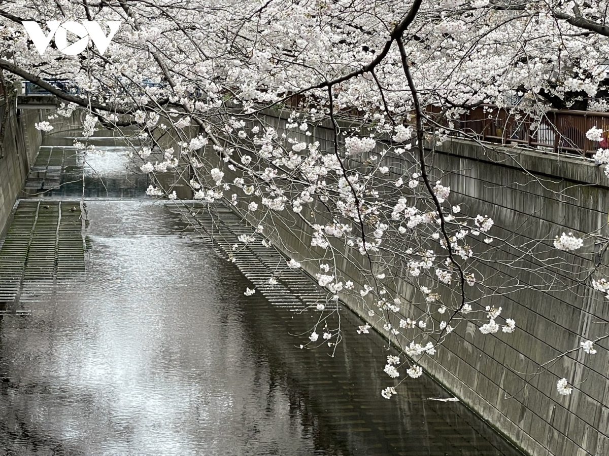 Ngắm hoa anh đào khoe sắc rực rỡ tại Nhật Bản | VOV.VN