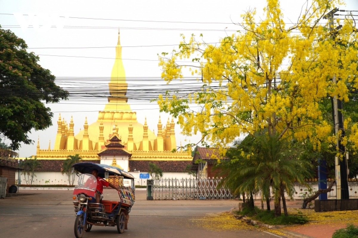 Rực rỡ hoa Dok khun – sắc màu Tết cổ truyền của đất nước Triệu Voi