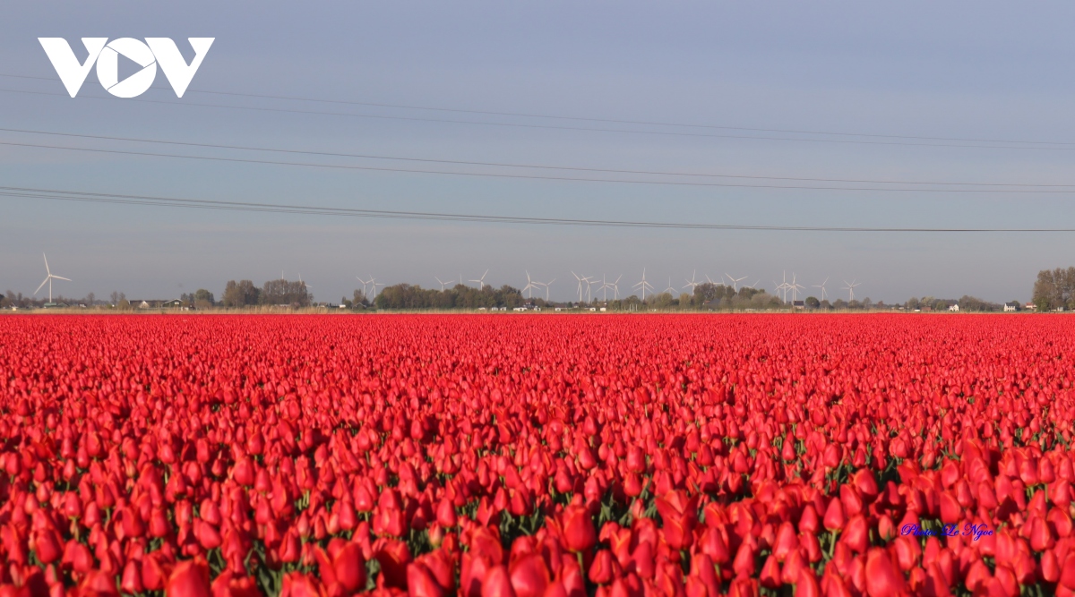 Đẹp ngỡ ngàng những cánh đồng tulip ở Hà Lan | VOV.VN