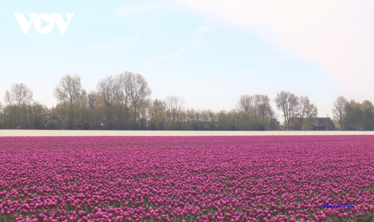 Đẹp ngỡ ngàng những cánh đồng tulip ở Hà Lan | VOV.VN