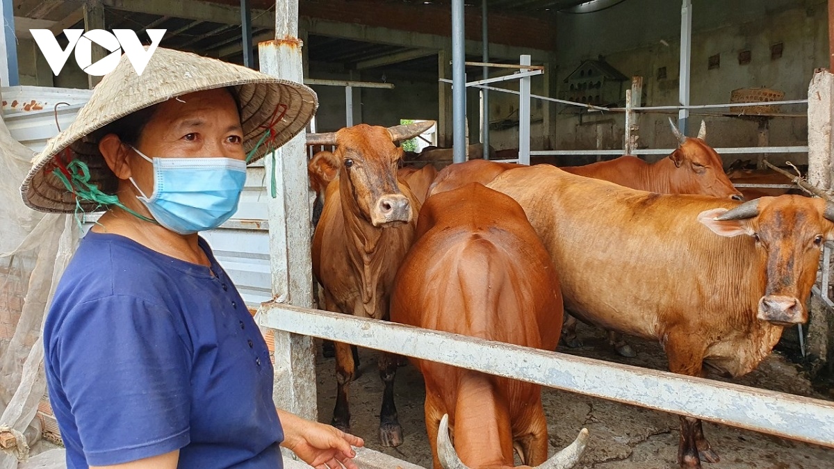 ty phu nuoi bo o binh chanh, tp.hcm hinh anh 3