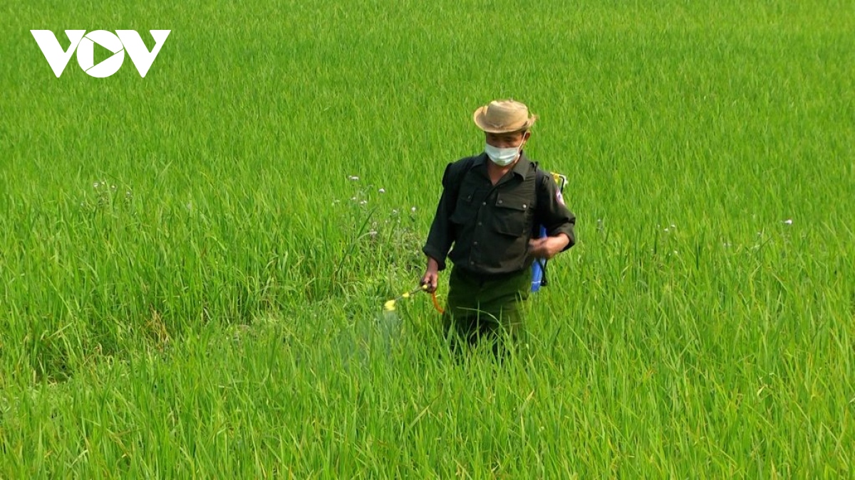 Nông dân phải "tằn tiện" đầu tư cho cây trồng khi giá phân bón tăng cao
