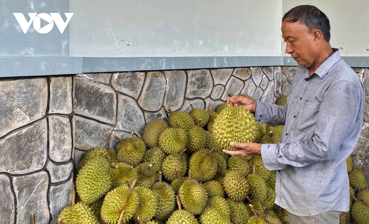 Sầu riêng chính vụ sụt giá, nhà vườn vẫn có lãi hơn 10 nghìn/kg