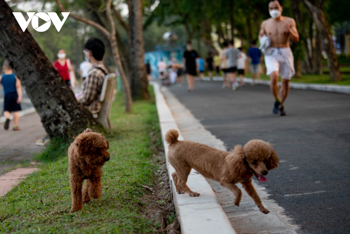 cho tha rong, khong ro mom nhan nhan tai cac cong vien o ha noi hinh anh 14