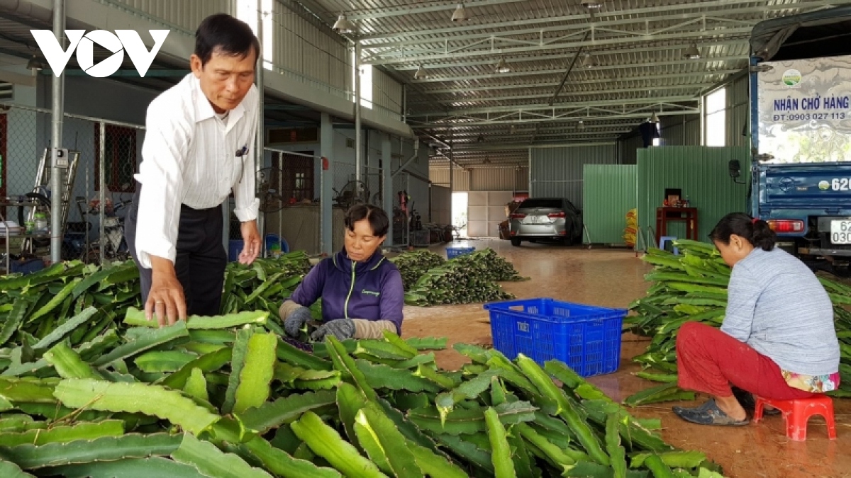 giai loi nguyen cho cay thanh long moi lien ket roi rac, vai tro hop tac xa mo nhat hinh anh 3