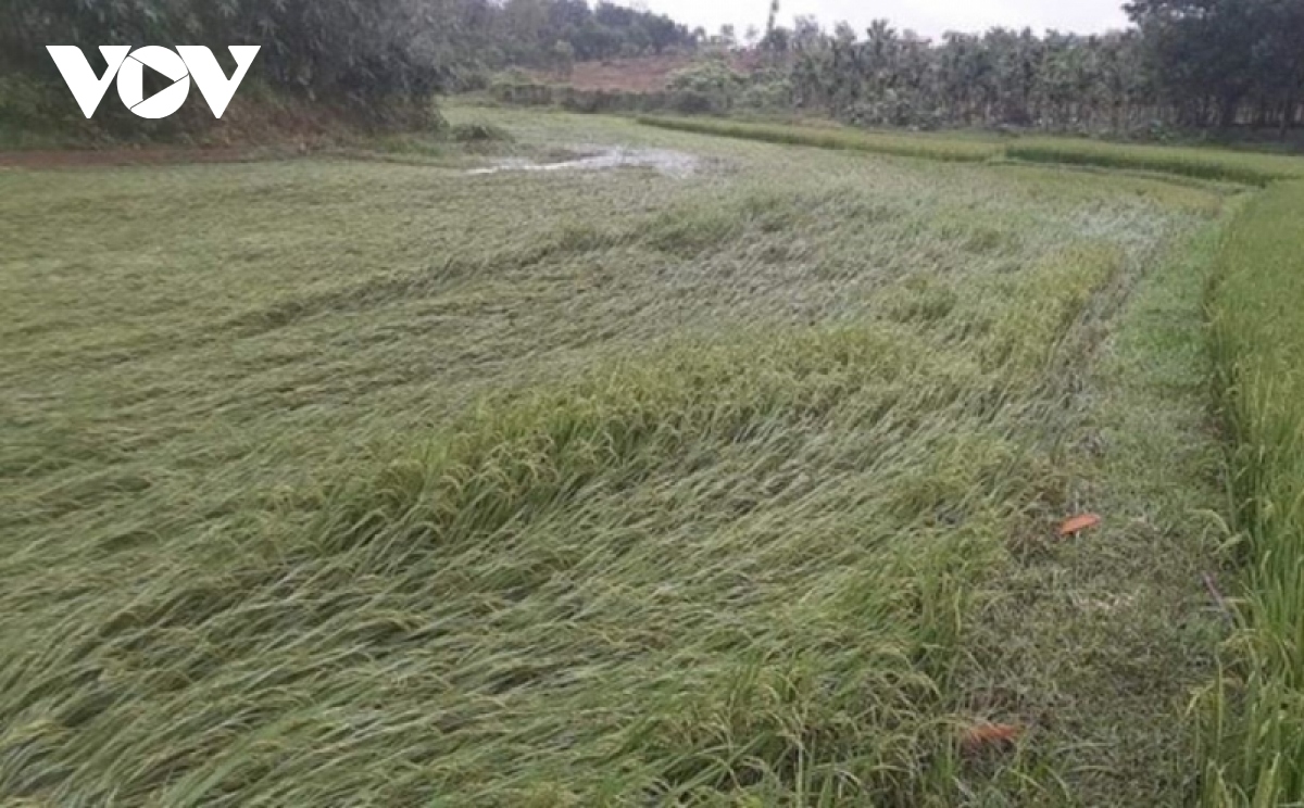 thua thien hue, quang tri, Da nang mua lon, hang nghin ha lua va hoa mau bi hu hai hinh anh 6