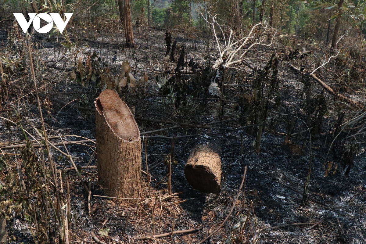 Kịp thời dập tắt đám cháy tại khu rừng phòng hộ ở tỉnh Điện Biên