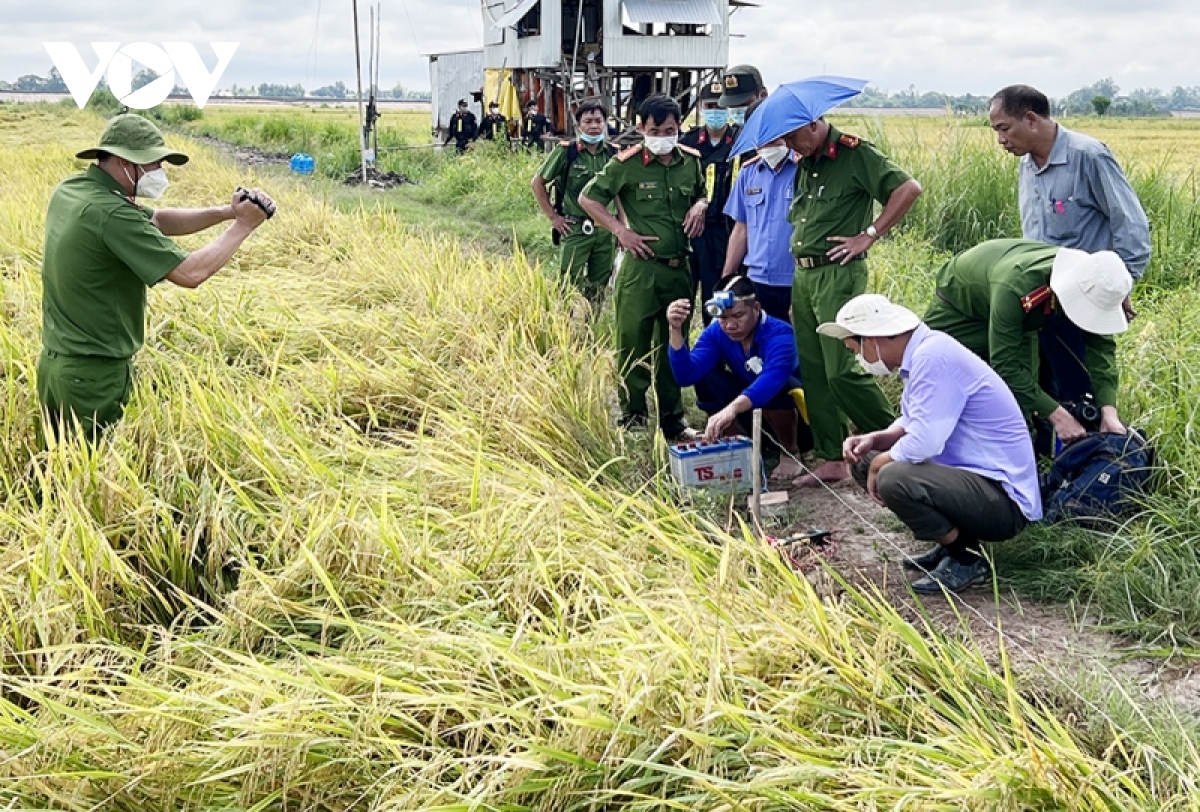 dung dien bay chuot o ruong lua gay chet nguoi hinh anh 1