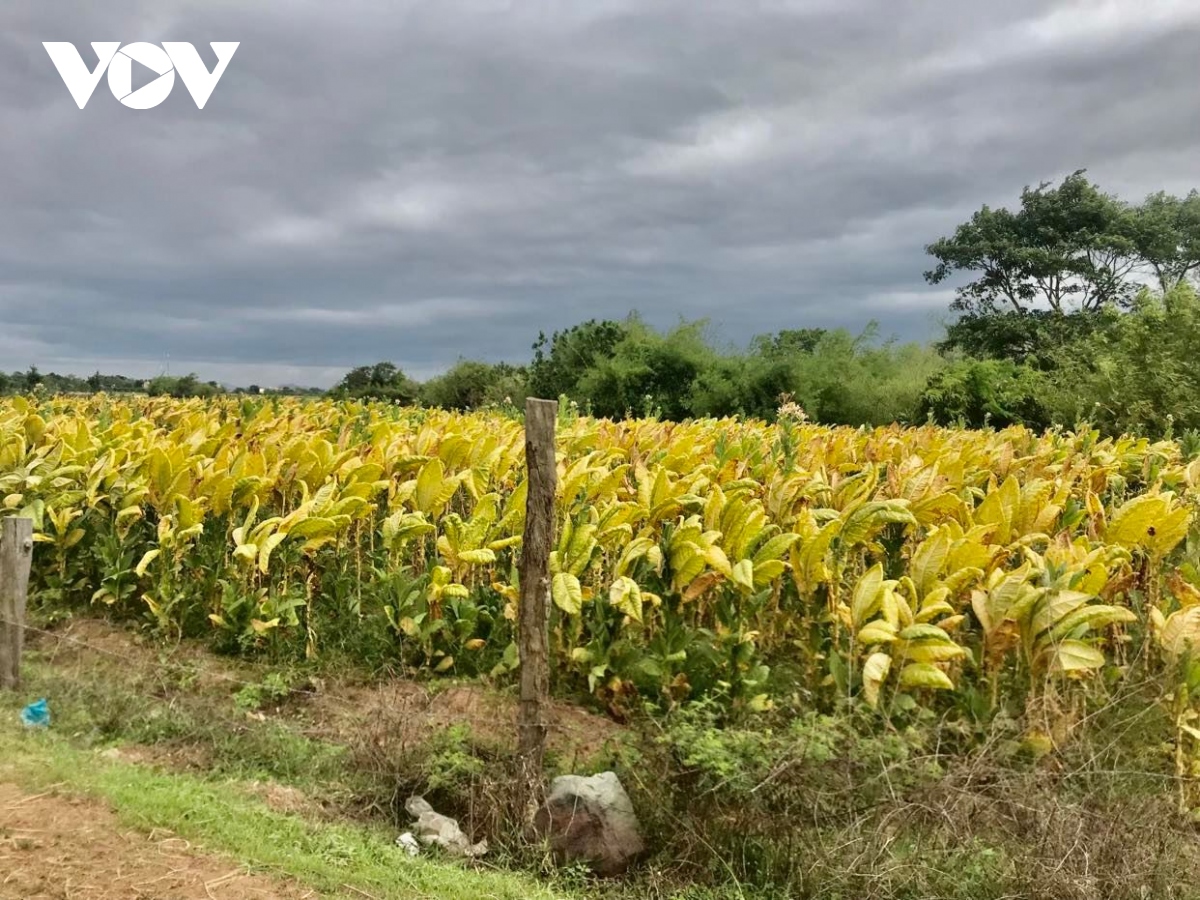 mua trai mua, phoi say nong san gap kho hinh anh 2