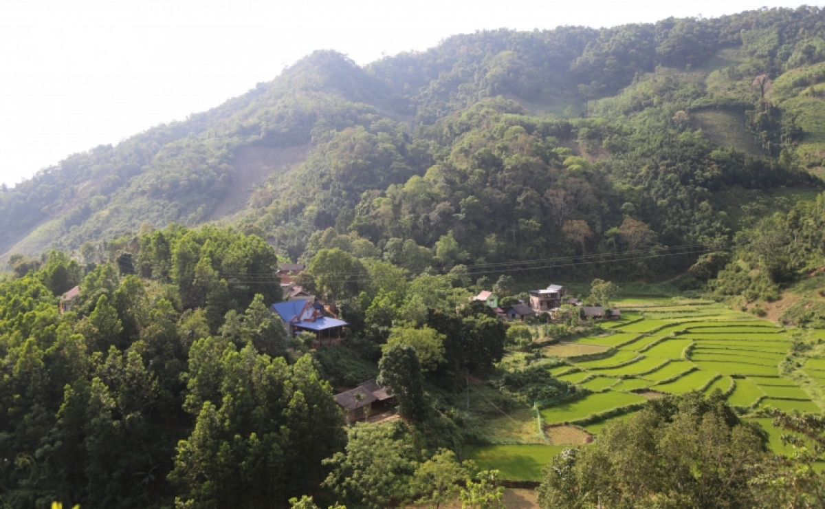 ban trieu phu nguoi dao giau co len tu trong cay dac san hinh anh 1