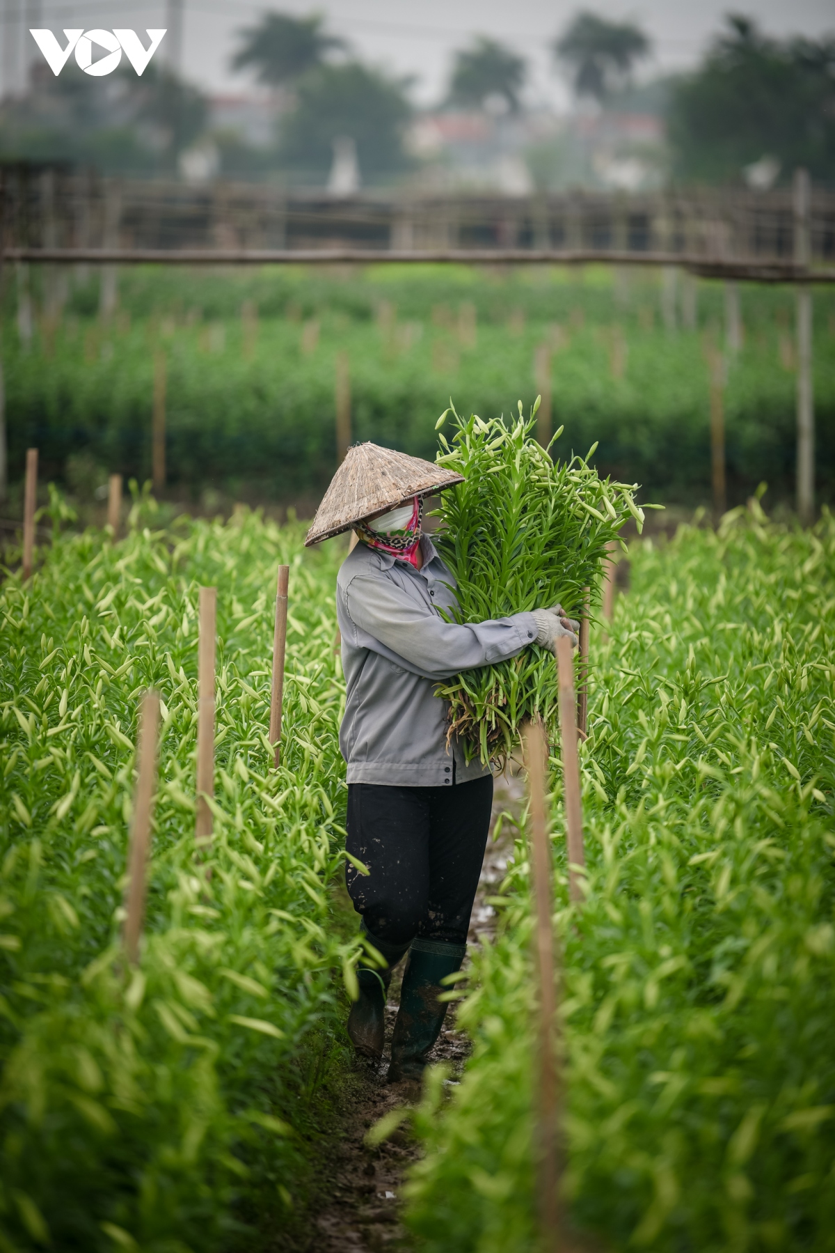 nguoi dan tay tuu tat bat thu hoach hoa loa ken cuoi vu hinh anh 12