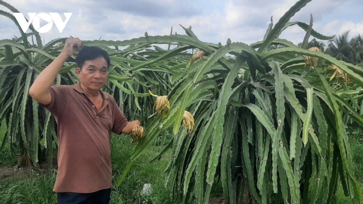 tinh dat, tinh nguoi o vung que cach mang hinh anh 3