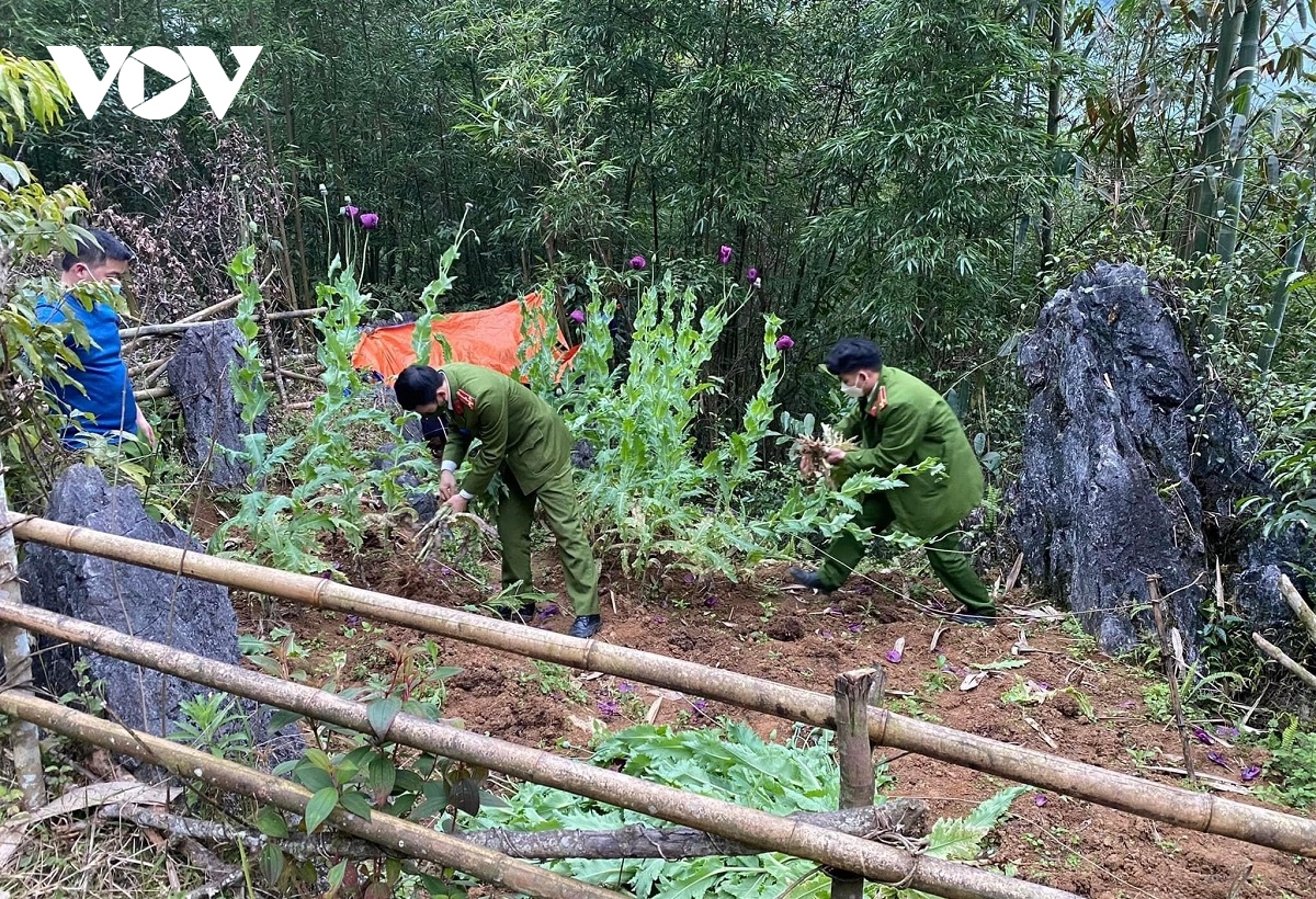 trong cay thuoc phien o vung sau cao bang tap tuc hay pham phap hinh anh 5