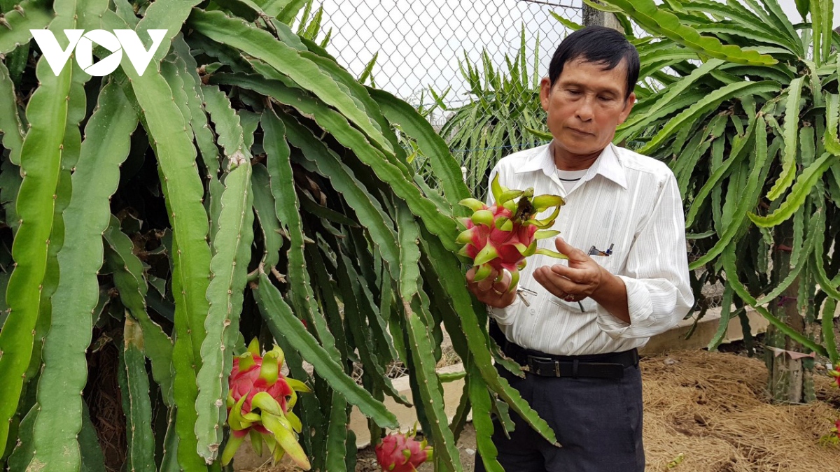 “Vị đắng cây làm giàu”