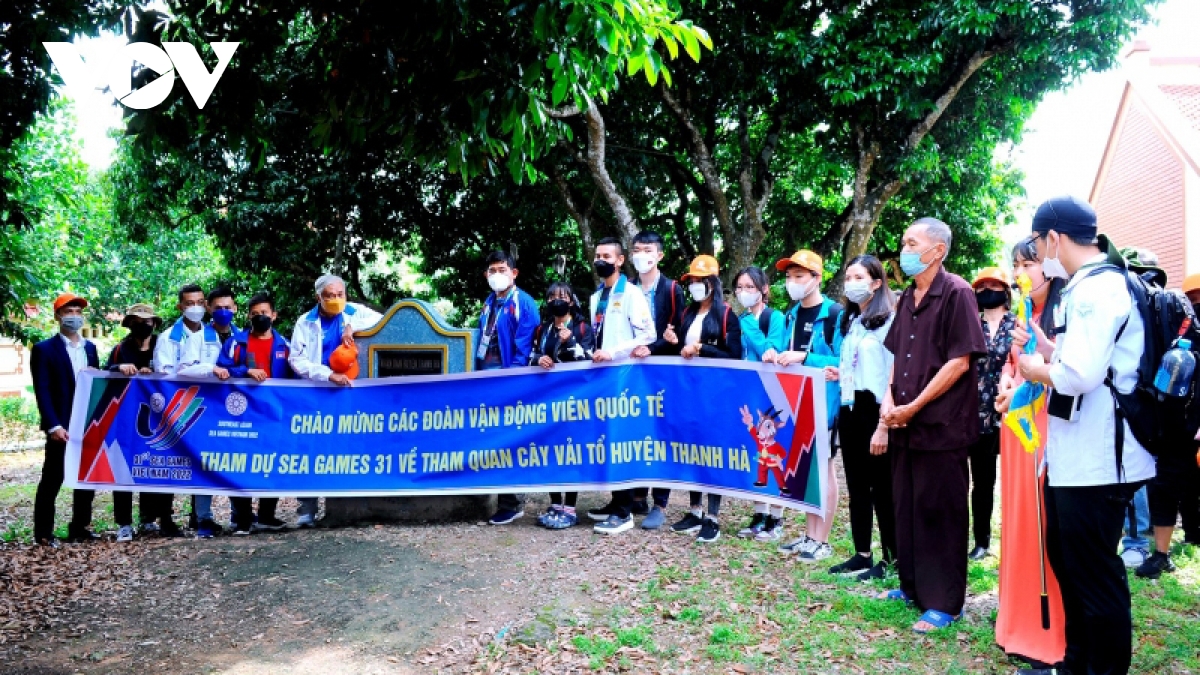 hai duong vao vu vai som, gia tu 50.000 - 60.000 dong kg hinh anh 12