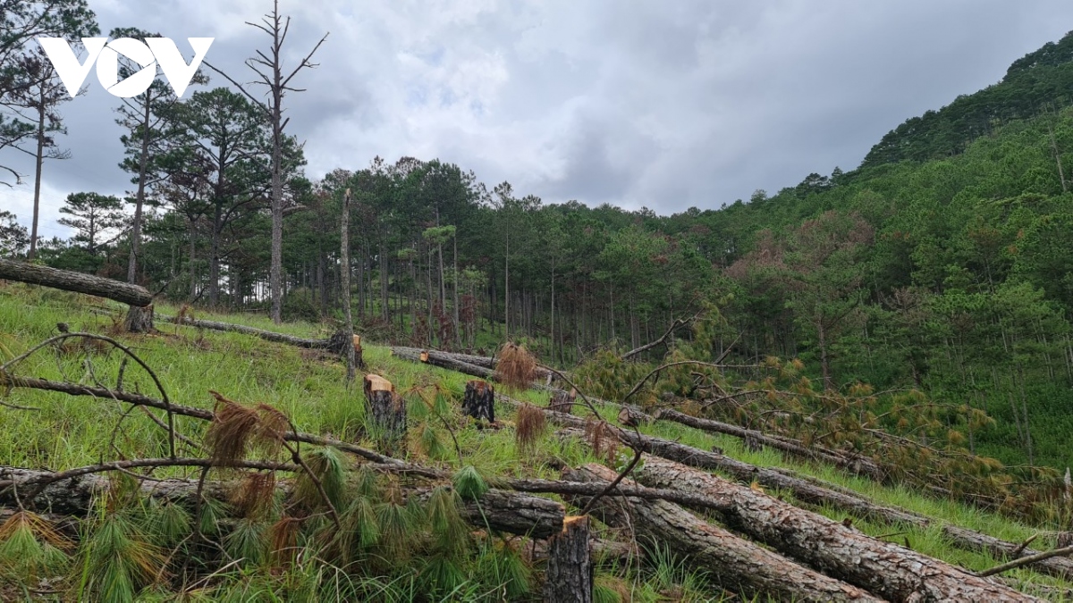 hang tram cay thong rung phong ho Da lat bi ke gian don ha hinh anh 1