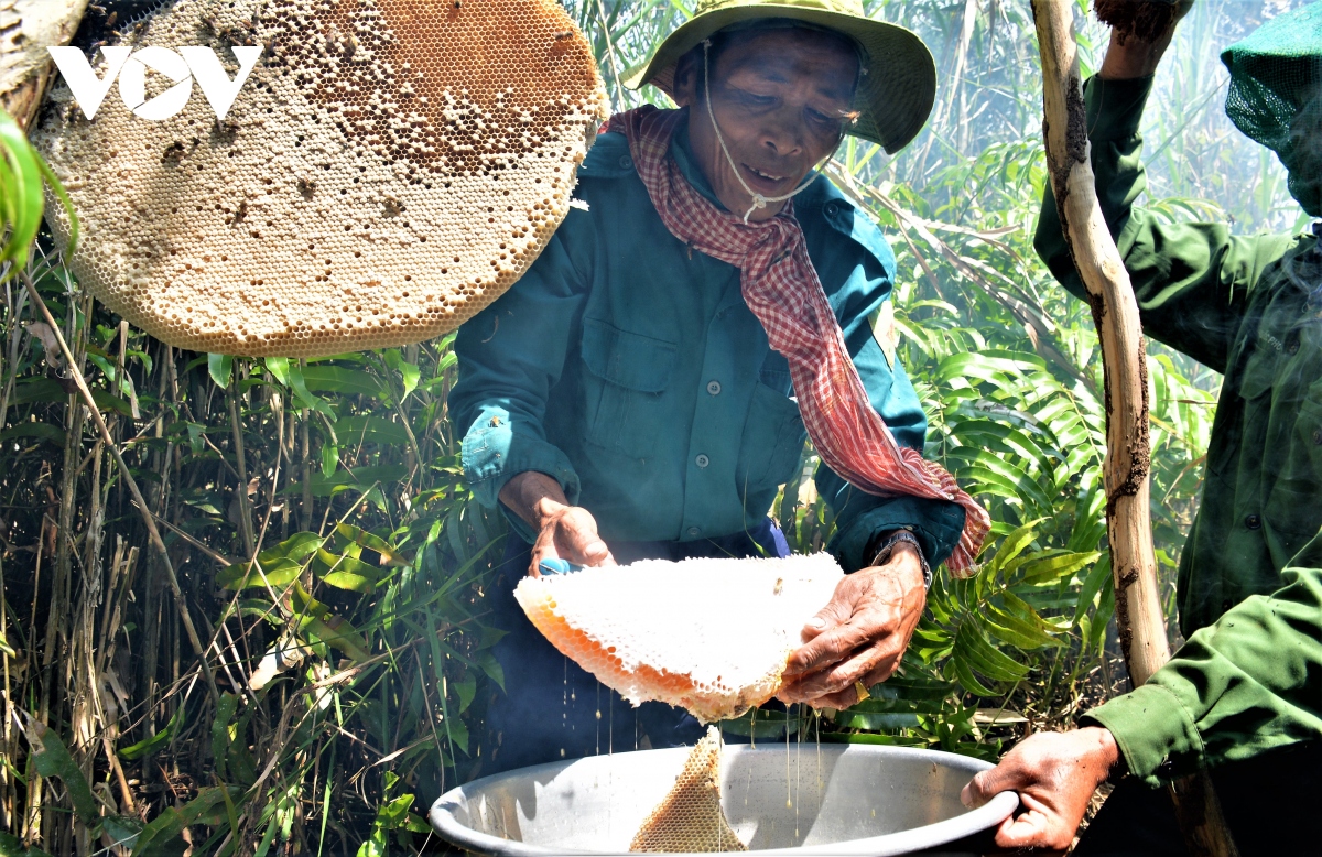 trai nghiem nghe an ong truyen thong o dat rung u minh ha hinh anh 1