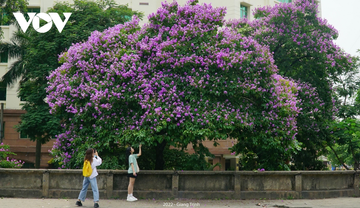 Hoa bằng lăng nhuộm tím phố phường Hà Nội