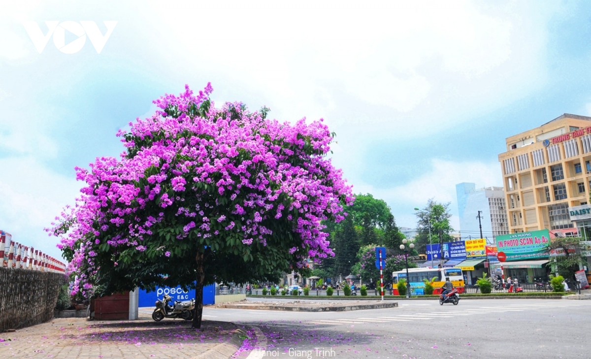 hoa bang lang nhuom tim pho phuong ha noi hinh anh 1