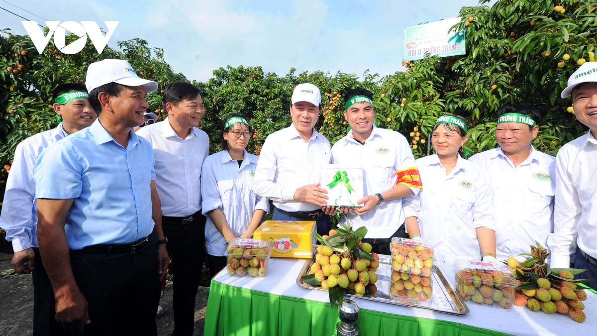 Xúc tiến thương mại vải thiều Thanh Hà và sản phẩm tiêu biểu 2022