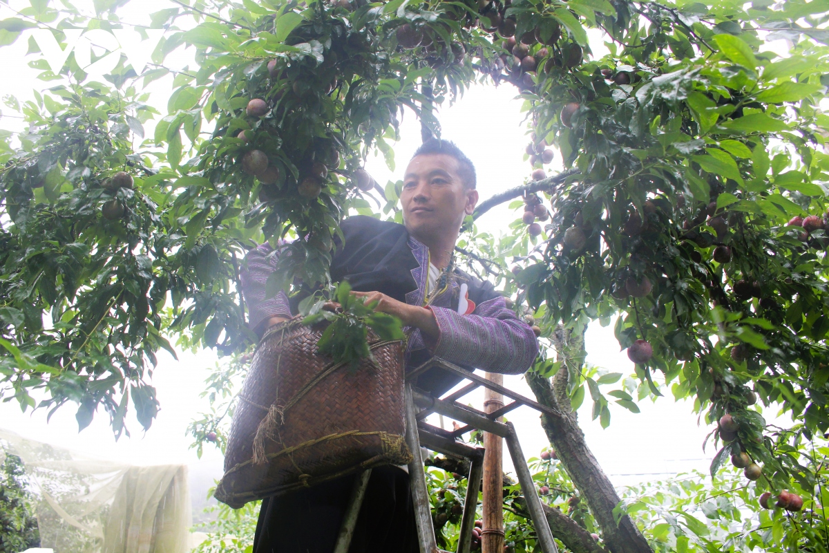 trai nghiem thich thu ngay hoi hai qua moc chau hinh anh 2