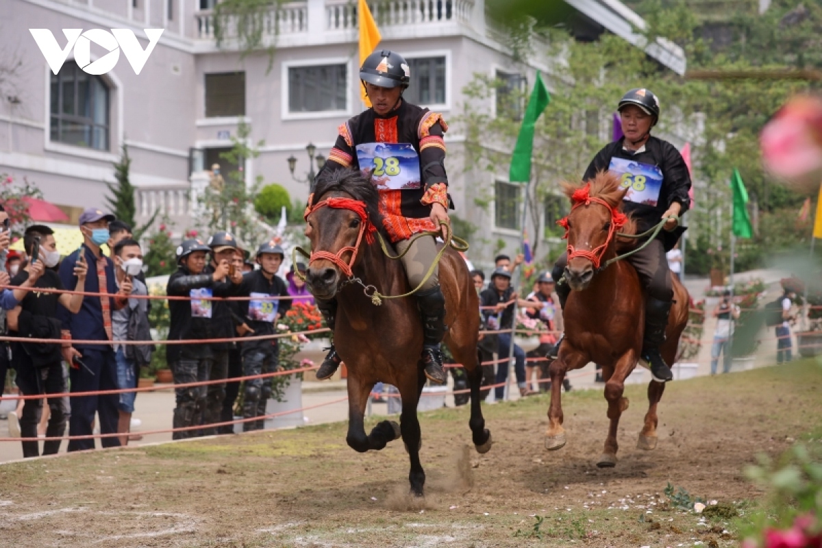 hap dan giai dua vo ngua tren may giua thung lung hoa hong lon nhat viet nam hinh anh 5