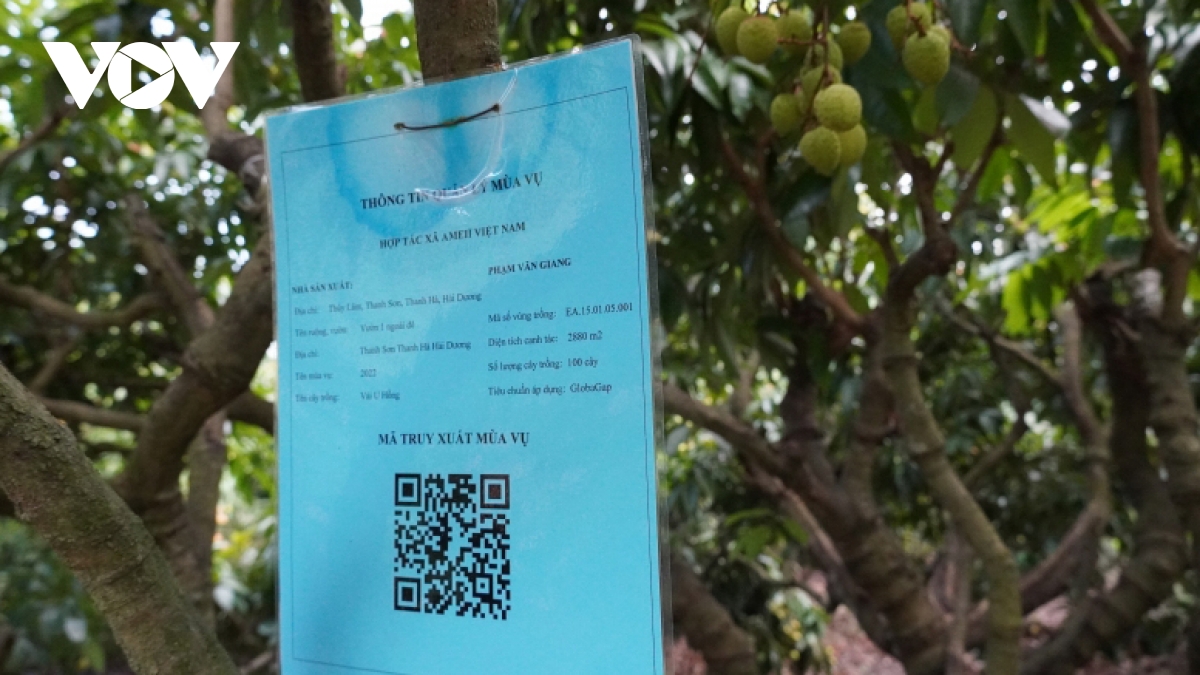 hải dương vào vụ vải sớm, giá từ 50.000 - 60.000 đồng kg hình ảnh 5 hai duong vao vu vai som, gia tu 50.000 - 60.000 dong kg hinh anh 5
