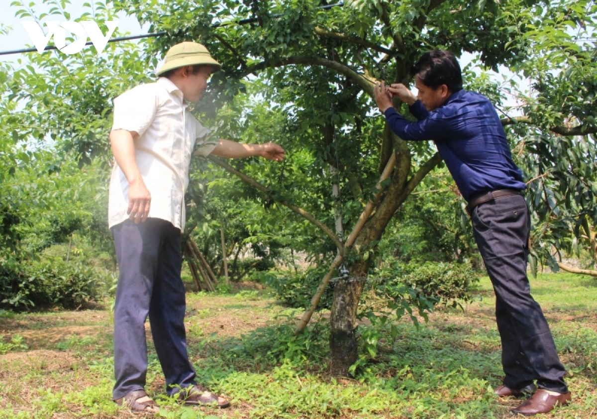 bo ngo, trong man chin som, chin muon - nong dan phieng khoai lam giau hinh anh 5