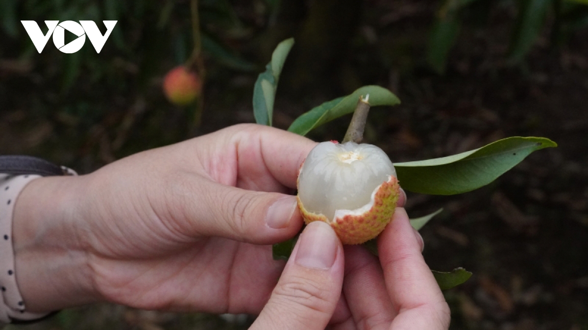 hai duong vao vu vai som, gia tu 50.000 - 60.000 dong kg hinh anh 6