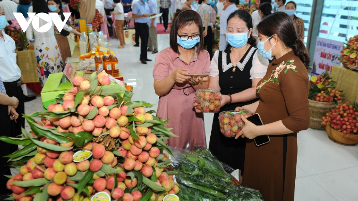 hai duong vao vu vai som, gia tu 50.000 - 60.000 dong kg hinh anh 9