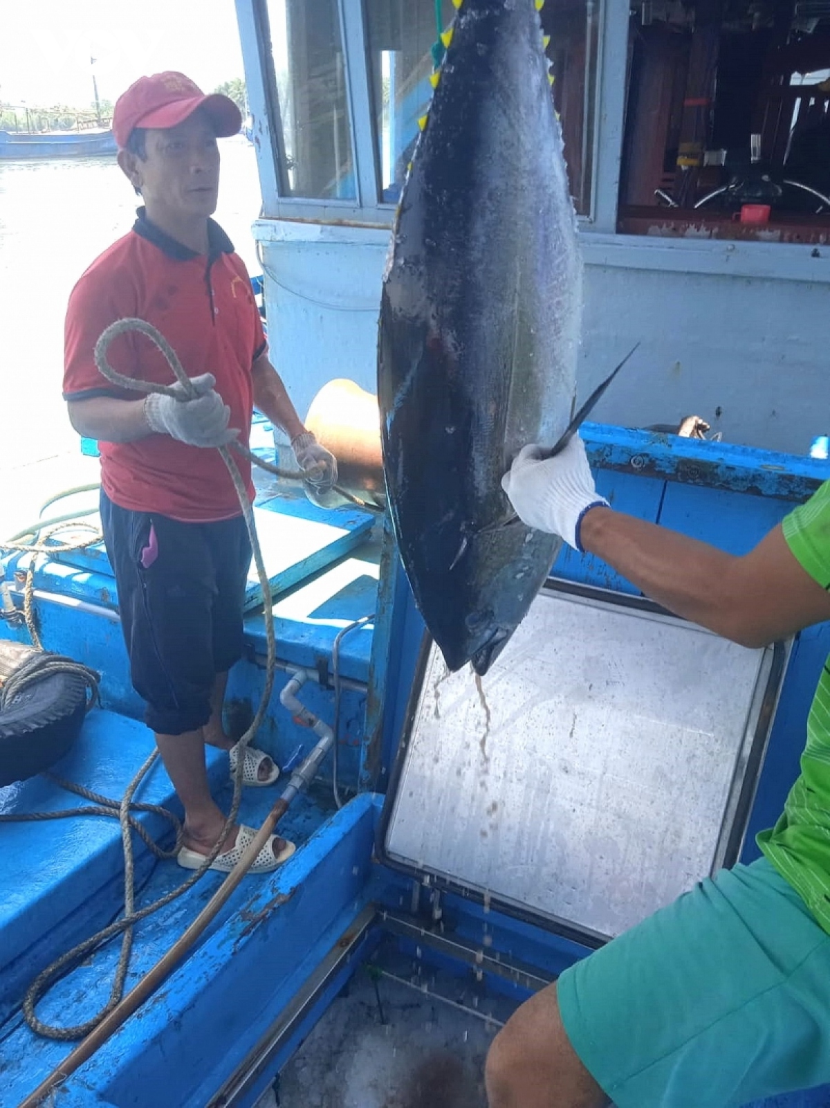 binh Dinh nang cao chat luong ca ngu dai duong, huong toi tang gia tri xuat khau hinh anh 3