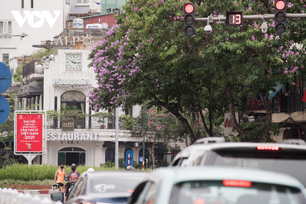 hoa bang lang khoe sac, nhuom tim duong pho ha noi hinh anh 2