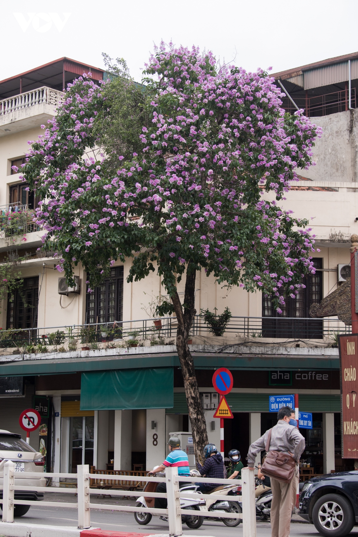 hoa bang lang khoe sac, nhuom tim duong pho ha noi hinh anh 3