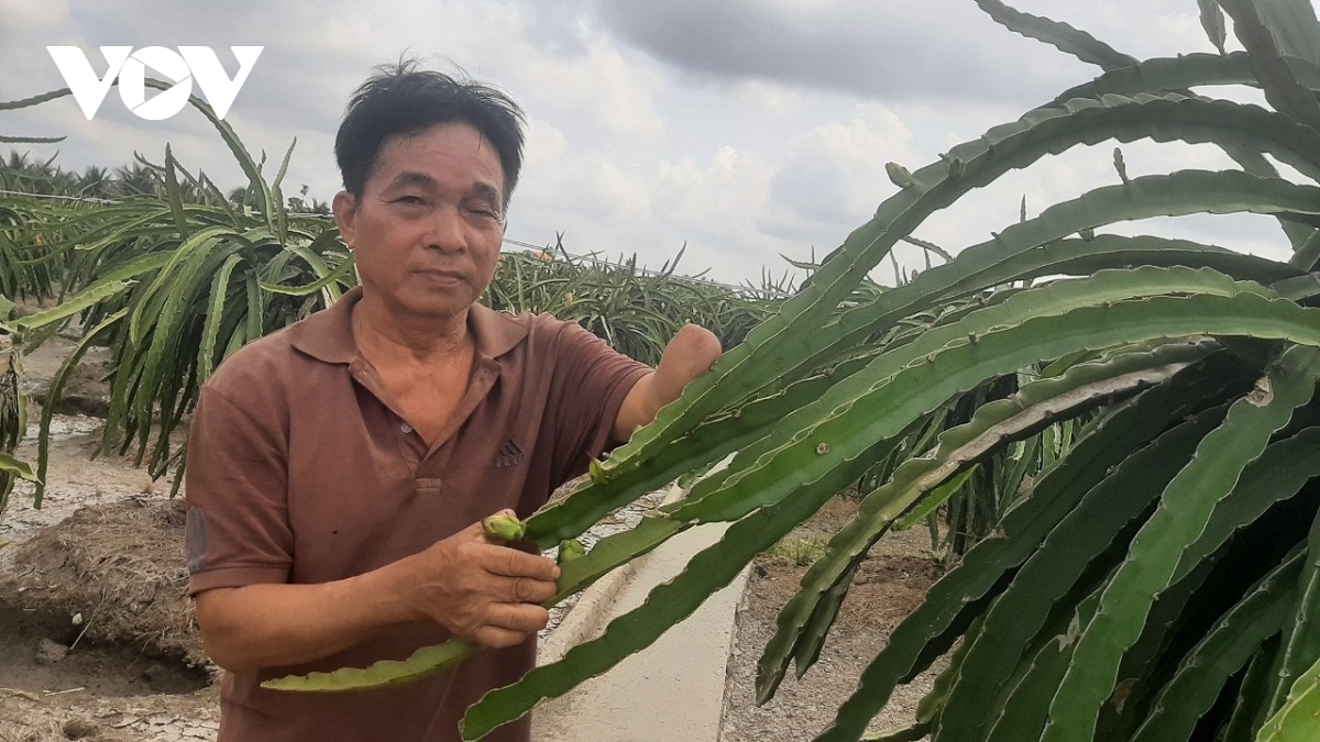 nguoi cuu chien binh thuong tat nang, vuot kho vuon len lam giau hinh anh 2